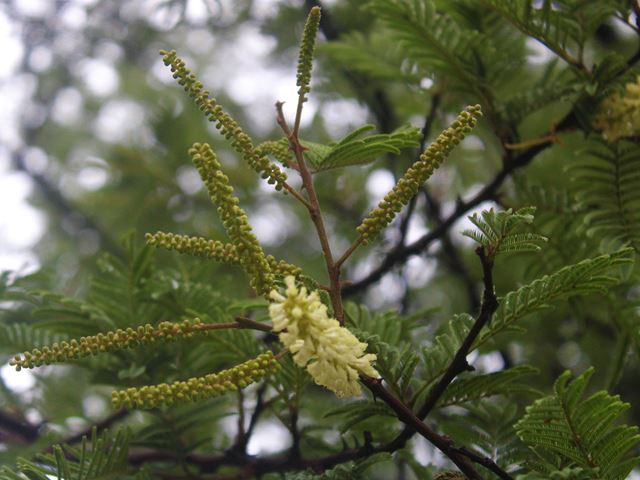 Acacia hereroensis (3)